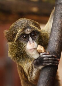 monkey, animal, zoo-21115.jpg
